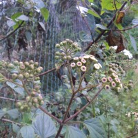 Ageratina adenophora (Spreng.) R.M.King & H.Rob.